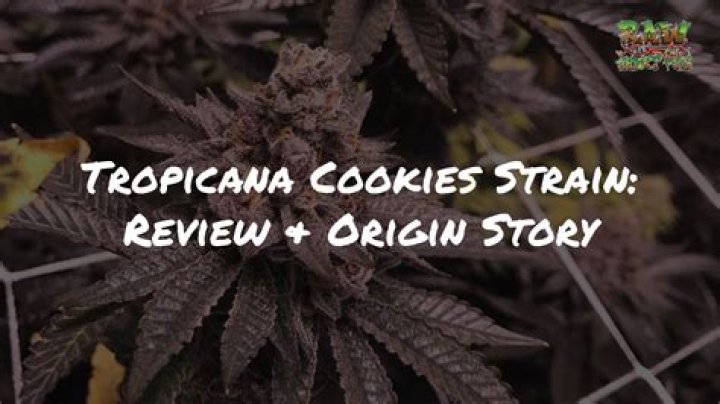 What are the Effects of Tropicana Cookies Cannabis Strain?